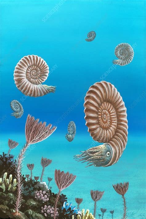 what happened to the ammonites.